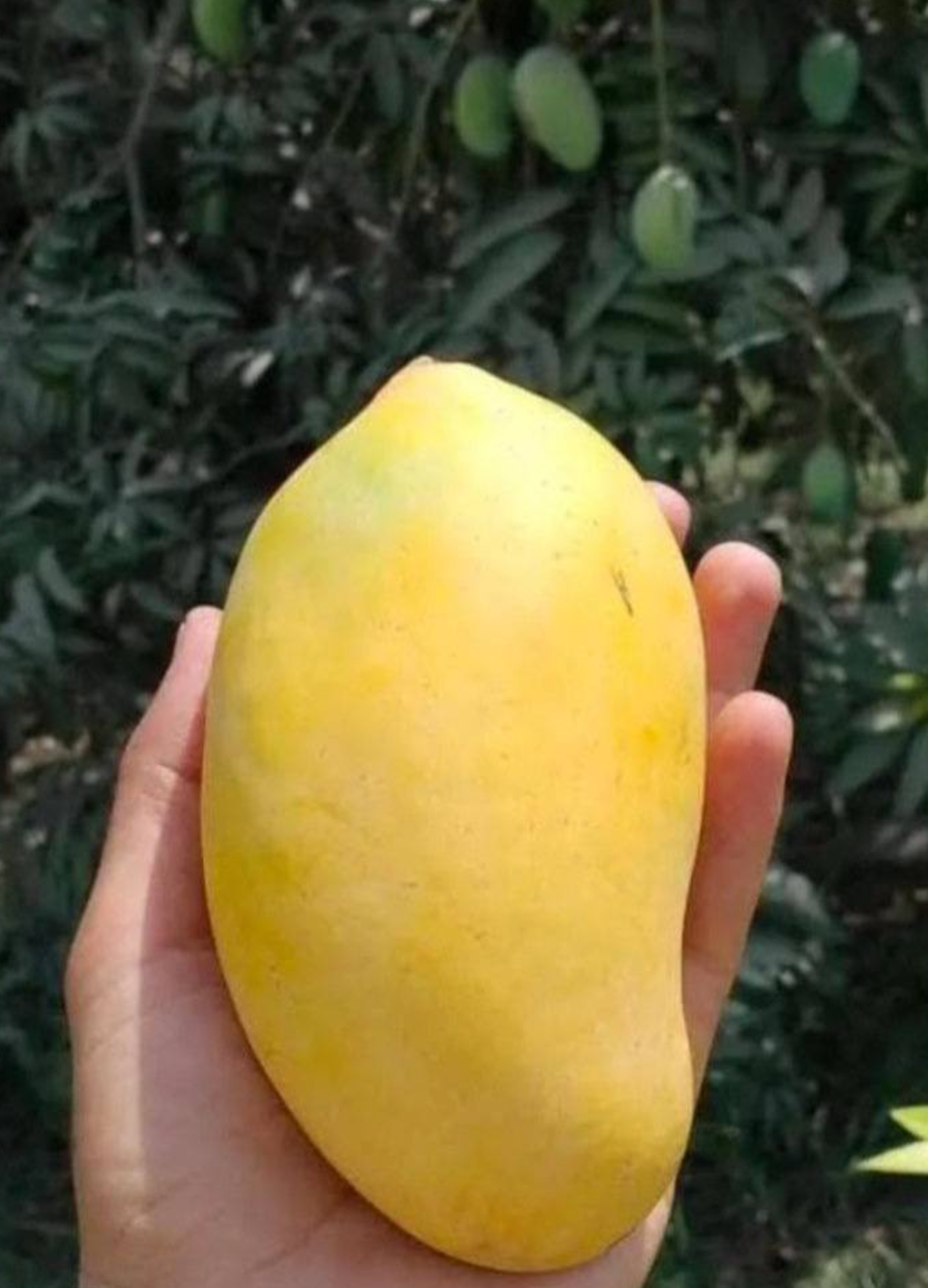 Pakistani Chaunsa